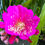 Thumbnail: Epicactus Epiphyllum Lavender Delight