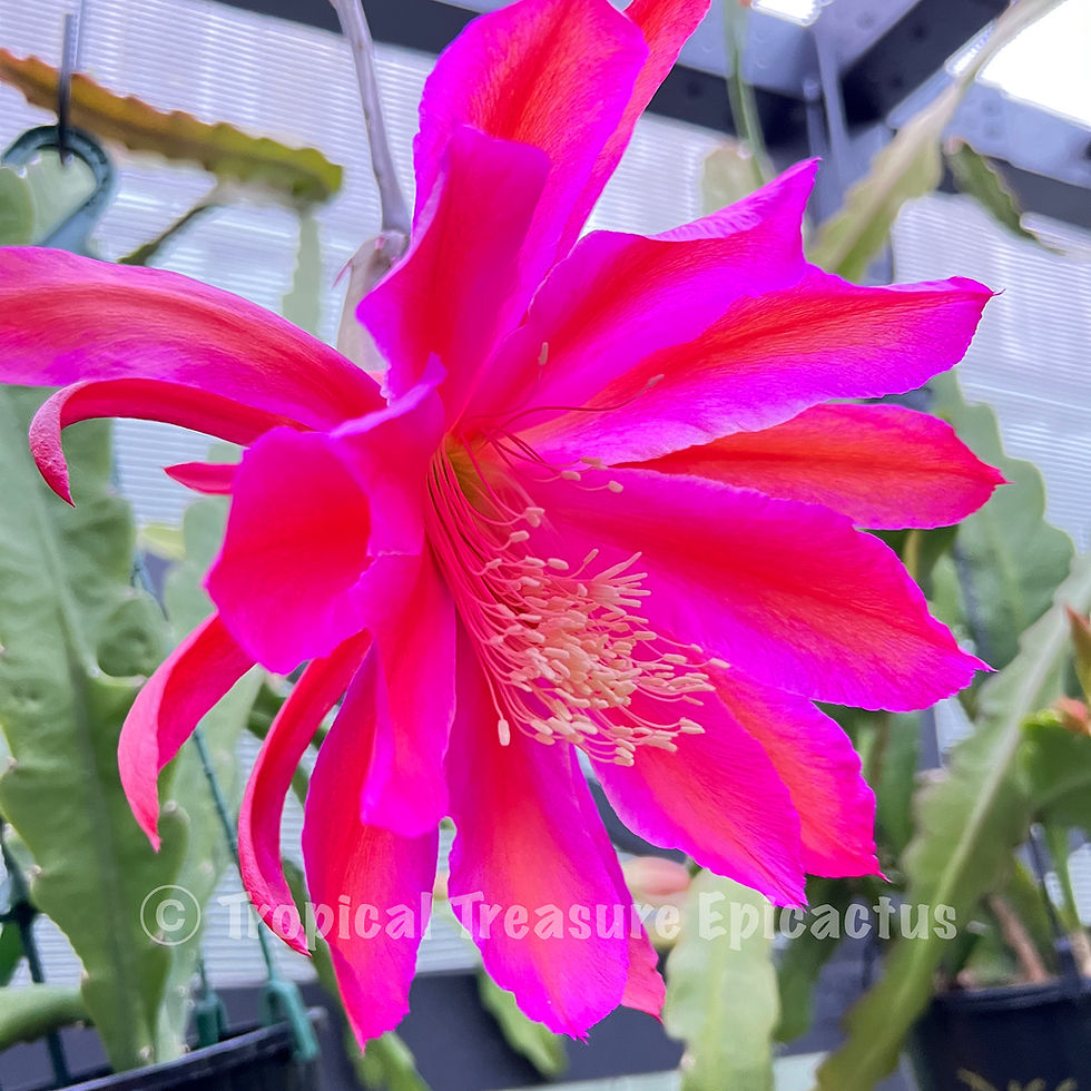 Thumbnail: 'Magic Carpet' epiphyllum hybrid - Beautiful lavender purple with purple edge and orange mid-stripe.