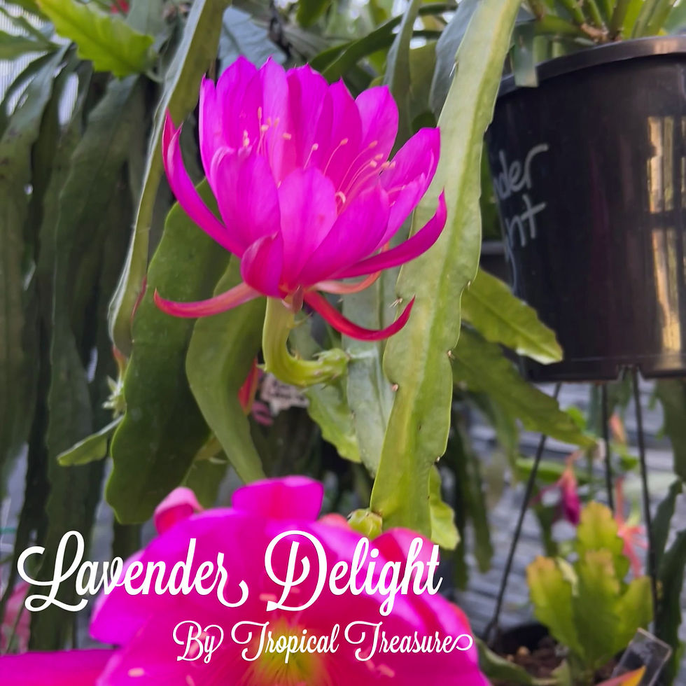 Thumbnail: Epicactus Epiphyllum Lavender Delight