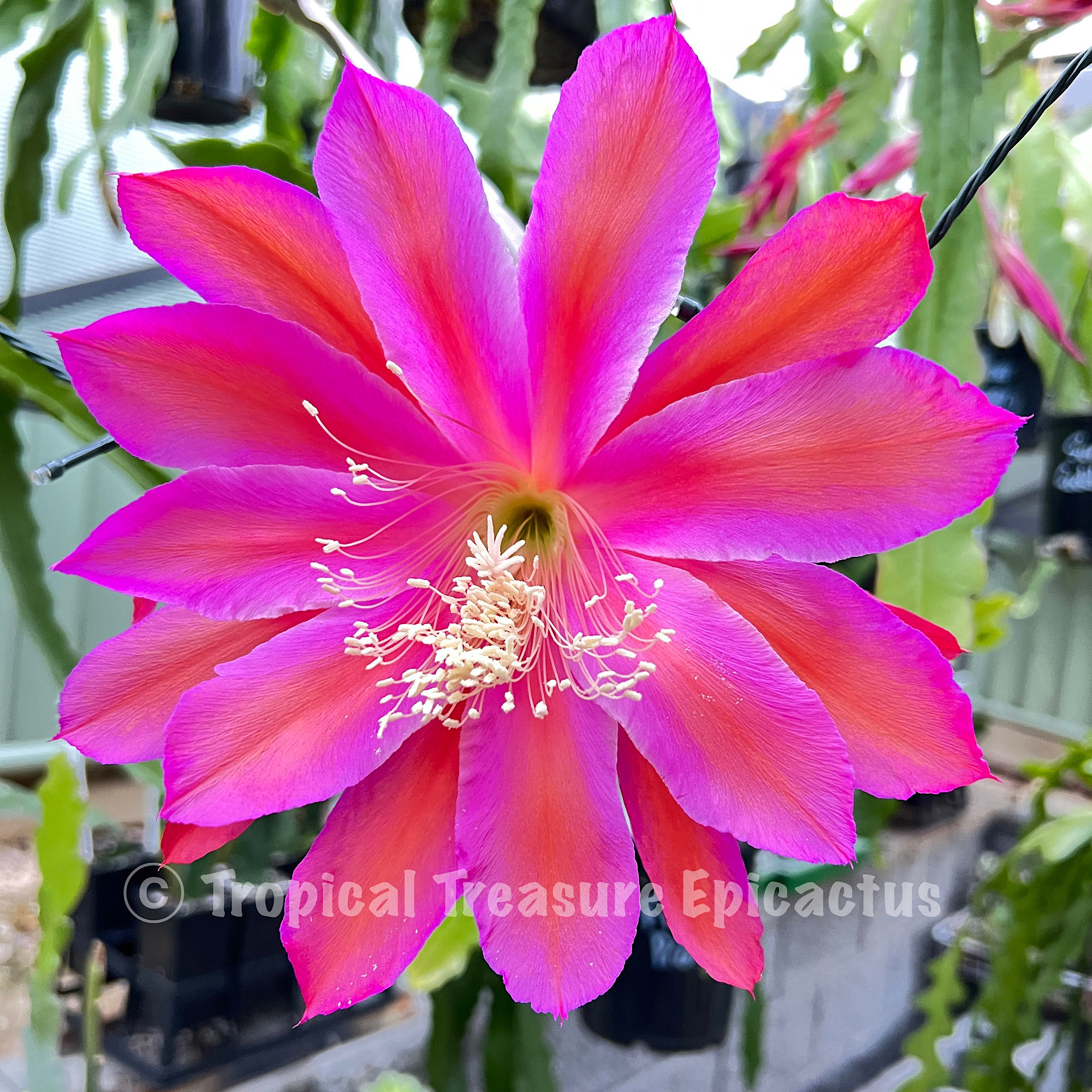 'Magic Carpet' epiphyllum hybrid - Beautiful lavender purple with purple edge and orange mid-stripe.