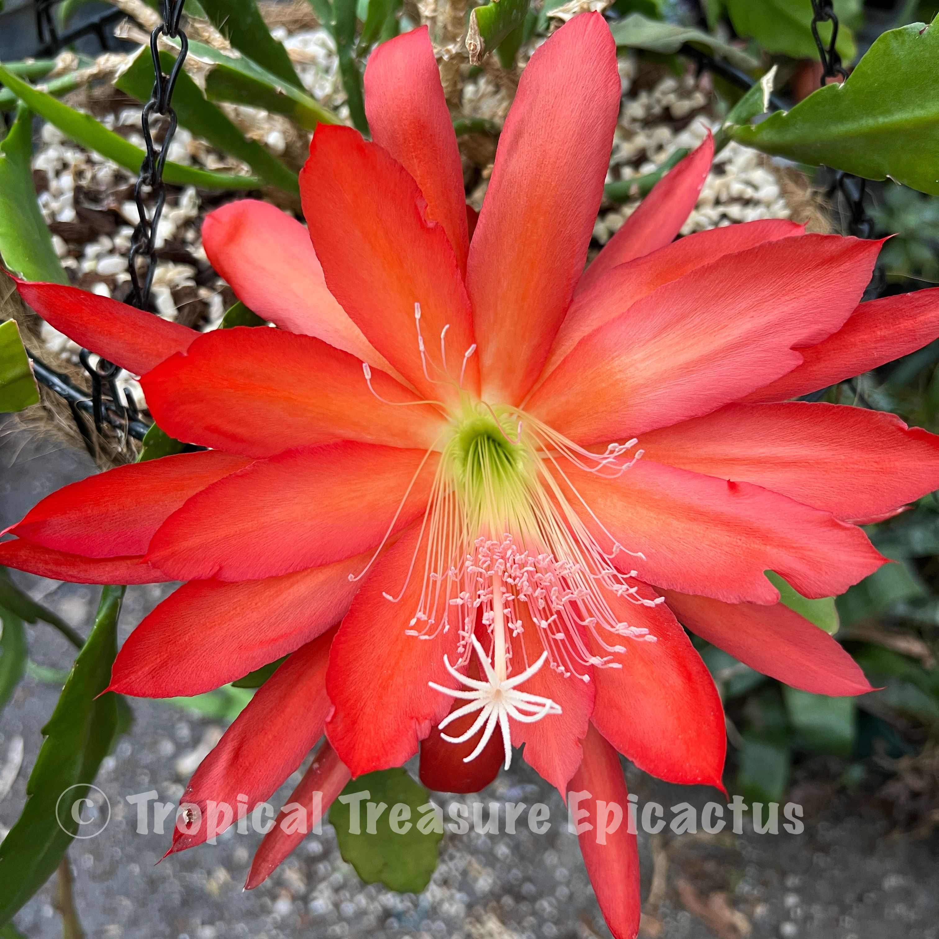 Ulana Golden Duchess