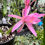 Thumbnail: Epicactus Epiphyllum Liberty Pink Glow Aporophyllum
