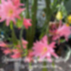 Epiphyllum Epicactus Rossmore Ivy Constance Ellery