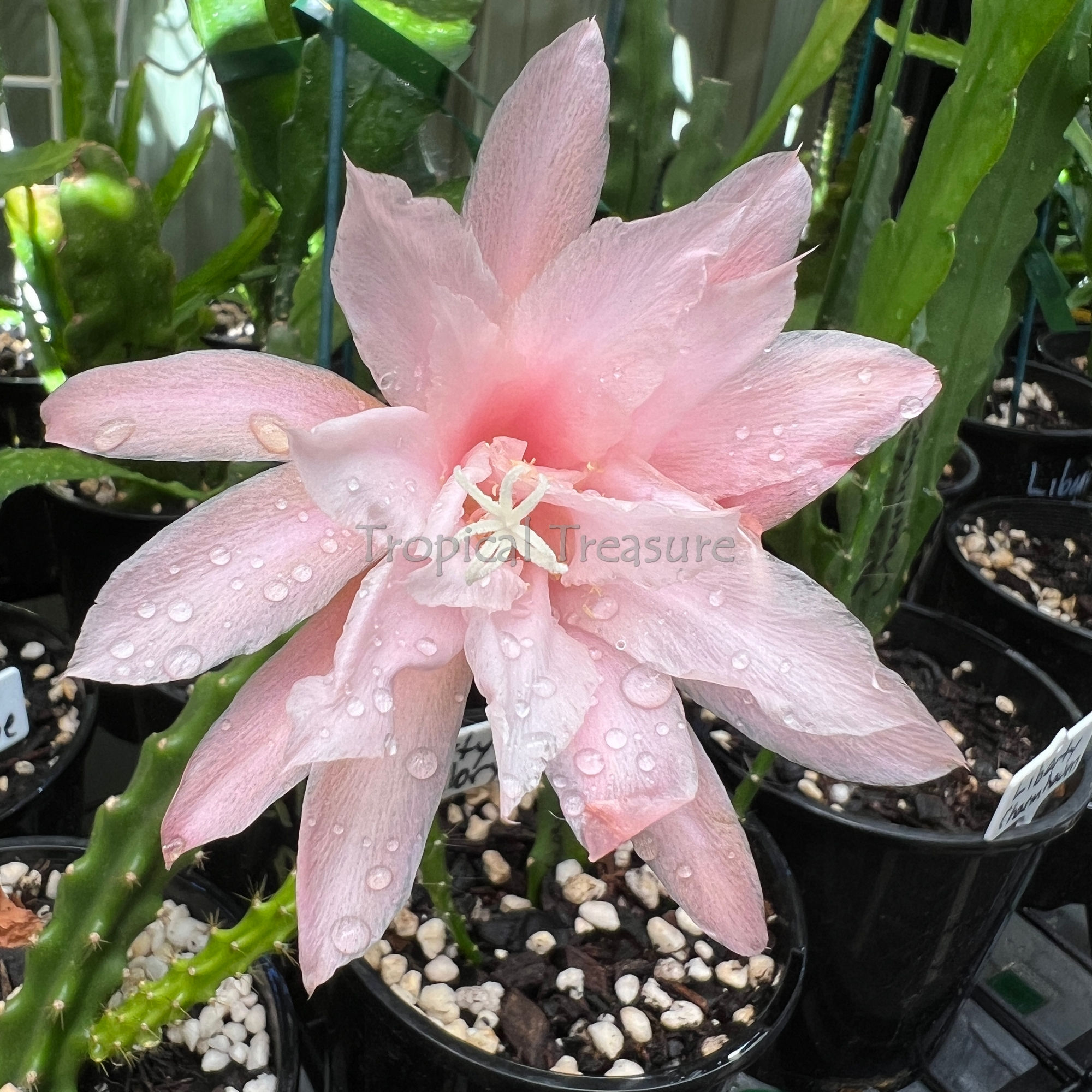 Epicactus Epiphyllum Liberty Joy Aporophyllum
