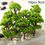 Thumbnail: 20/70pcs Plastic Model Train Artificial Miniature Tree Scenery Landscape