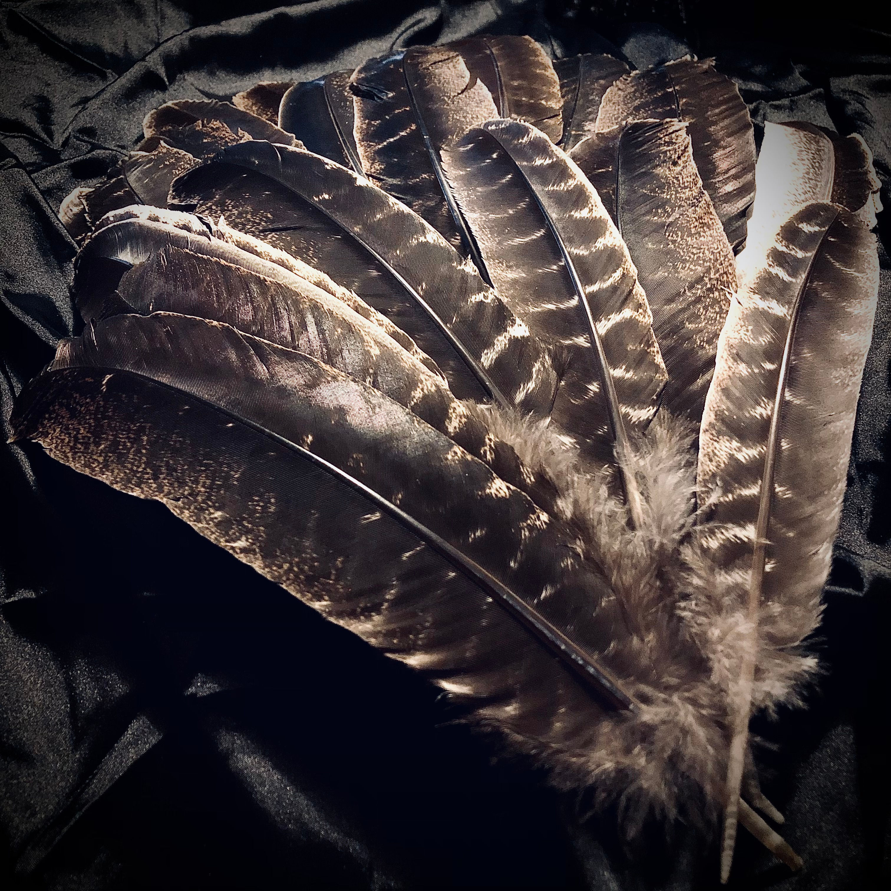 9”-12” Smudging Feather