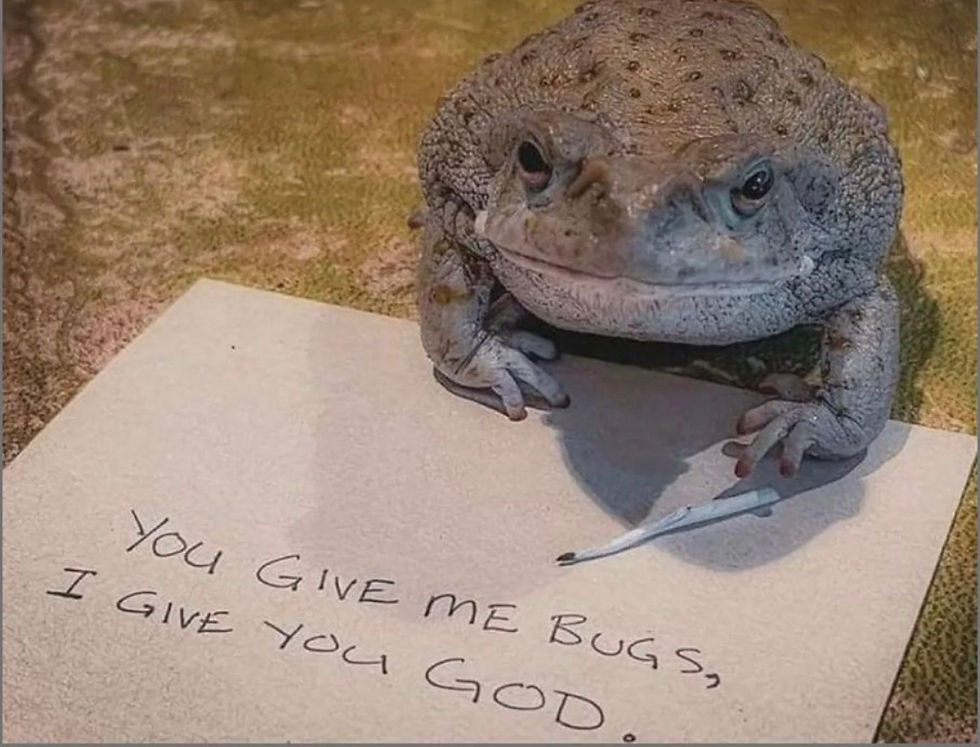 Close-up view of the Sonoran Desert toad in its natural habitat