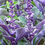 Miniatura: Vitex Morado