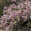 Miniatura: Vitex Morado