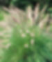 Miniatura: Pasto Penisetum