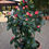 Miniatura: Camelia
