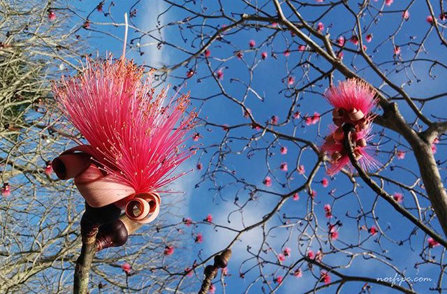 Miniatura: Clavellin