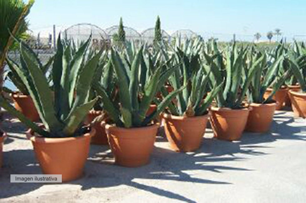 Miniatura: Agave Salmiana