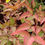 Miniatura: Nandina