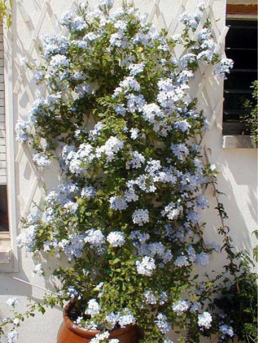 Miniatura: Plumbago