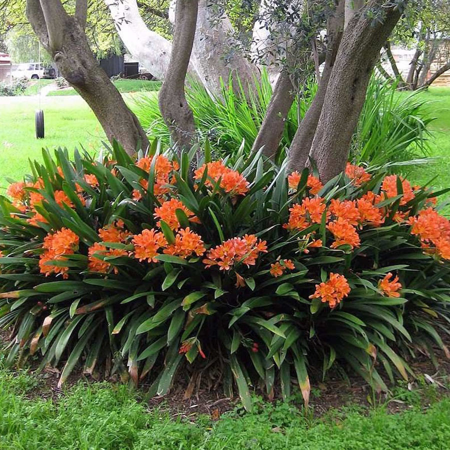 Miniatura: Clivia
