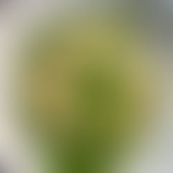 Chickpea “Tuna” Mayo