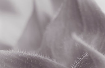 Christina_Siu_Photography_sunflower_abst