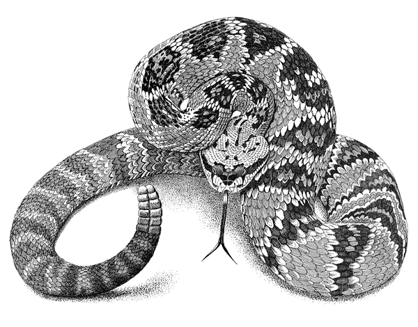 2024-black-tailed_rattlesnake_edited_edi