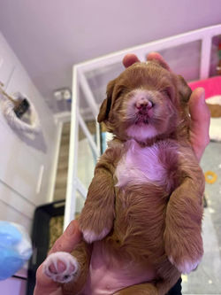 temp_image_F7B0BF6E-C88D-4141-9AE4-E459BB756906