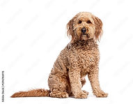 goldendoodle 2.jpg