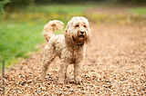 cavapoo.jpg