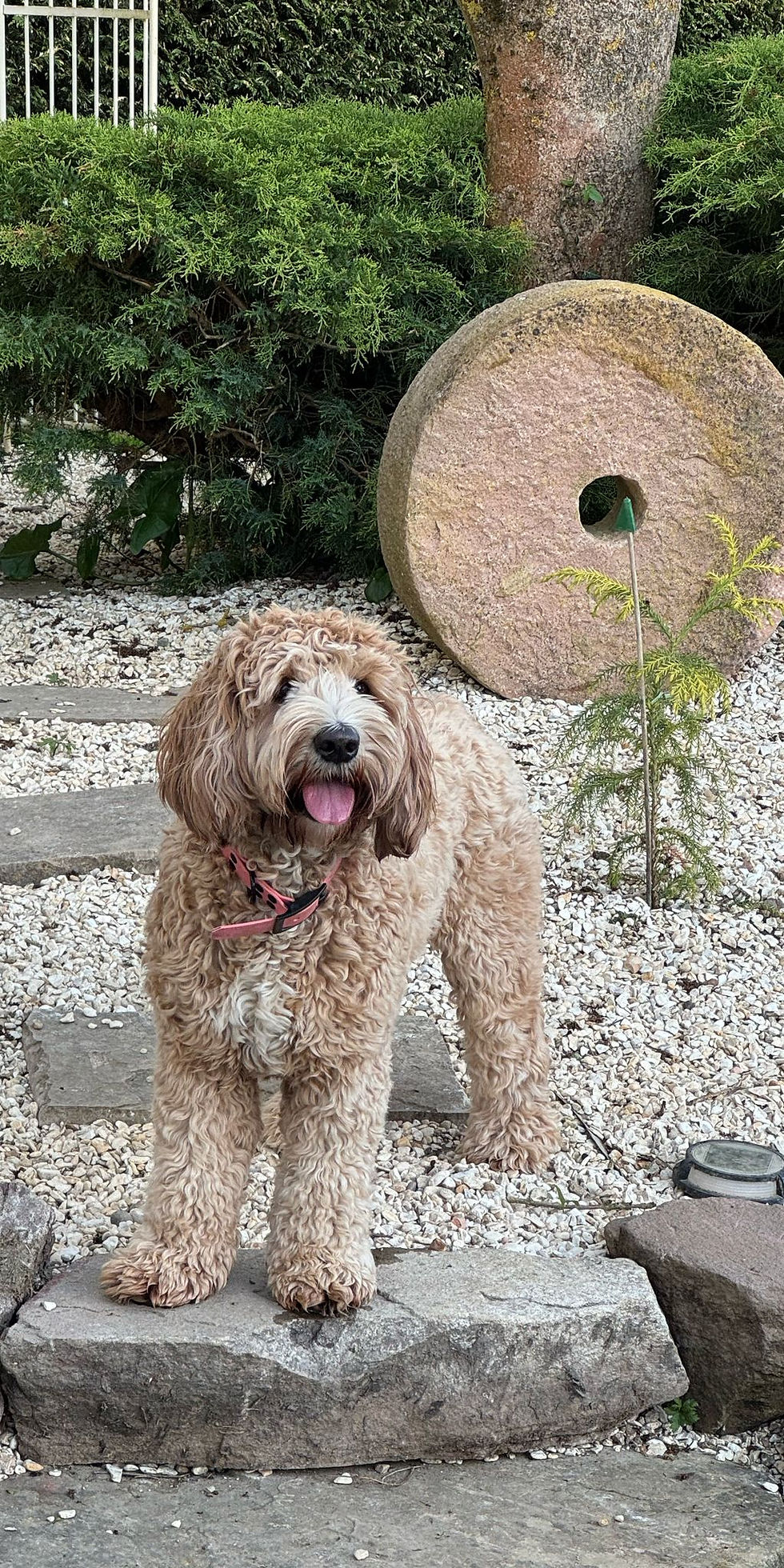 Amber