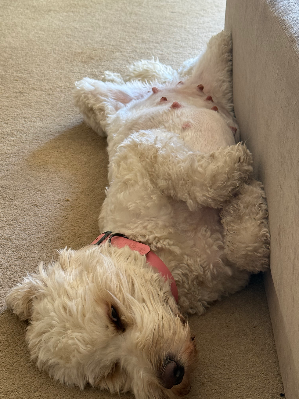 Look at that belly!