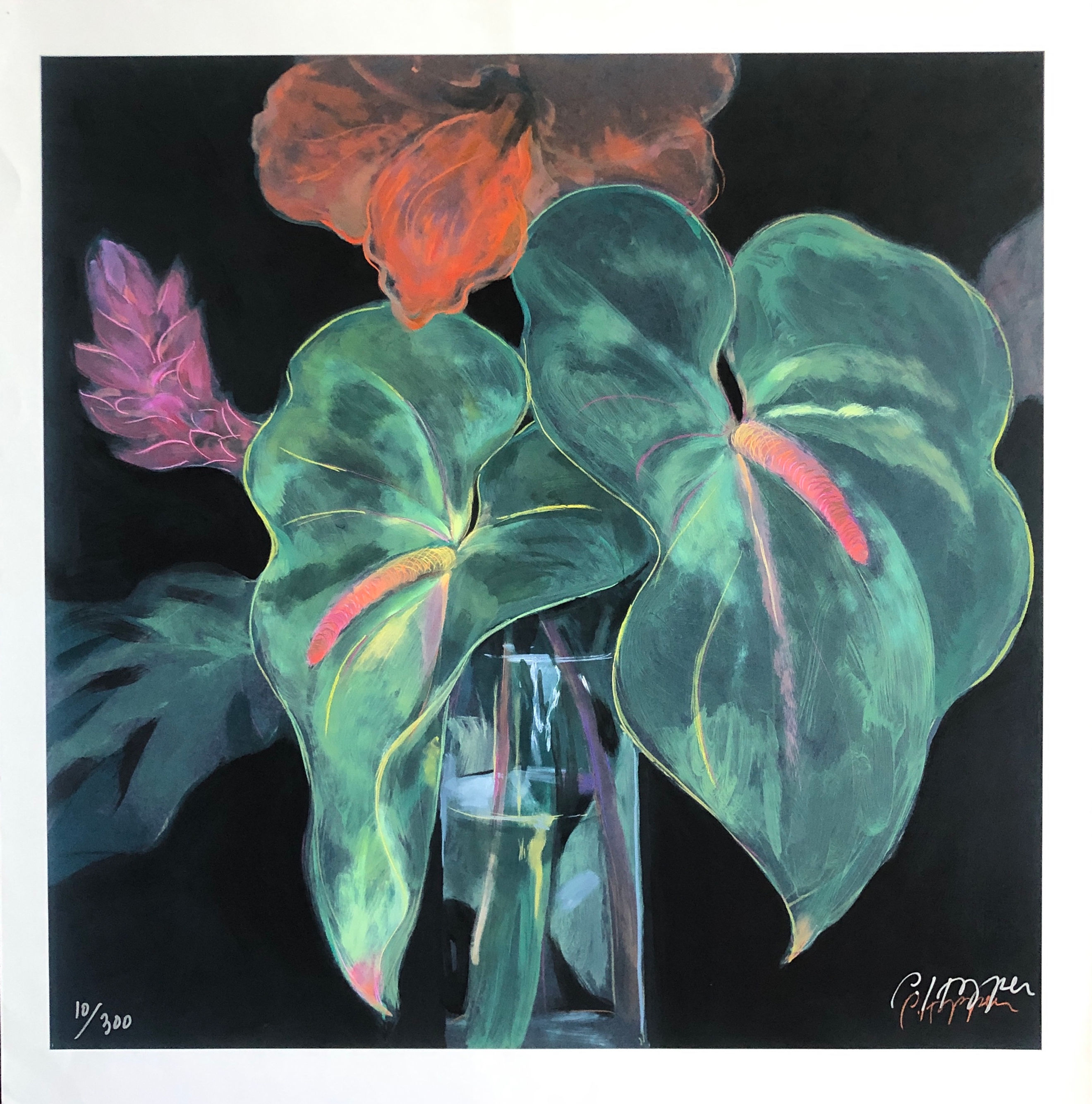 Limited Edition Anthuriums