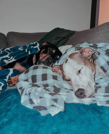 BNB Canin, Daycare, Boarding, Pension, Garderie, Gatineau, Luskville, Cantley, Val Des Monts, Wakefield, Chelsea