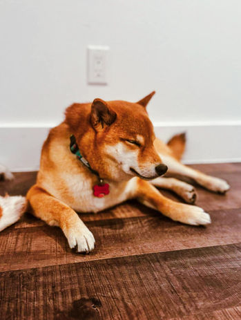 BNB Canin, Daycare, Boarding, Pension, Garderie, Gatineau, Luskville, Cantley, Val Des Monts, Wakefield, Chelsea