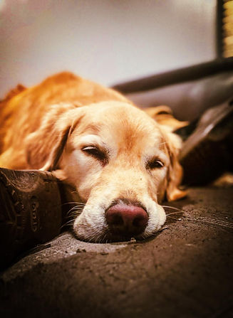 BNB Canin, Daycare, Boarding, Pension, Garderie, Gatineau, Luskville, Cantley, Val Des Monts, Wakefield, Chelsea