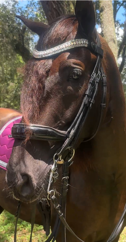 Horse Dazzle Snow Queen