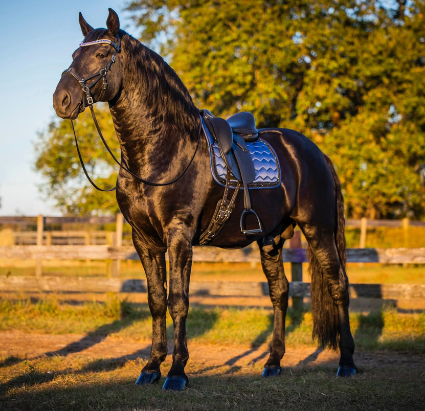 Imperial Sapphire horse browband with five rows of sapphire and iridescent Preciosa crystals on black leather
