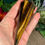 Thumbnail: Tigers Eye Wand in a hand