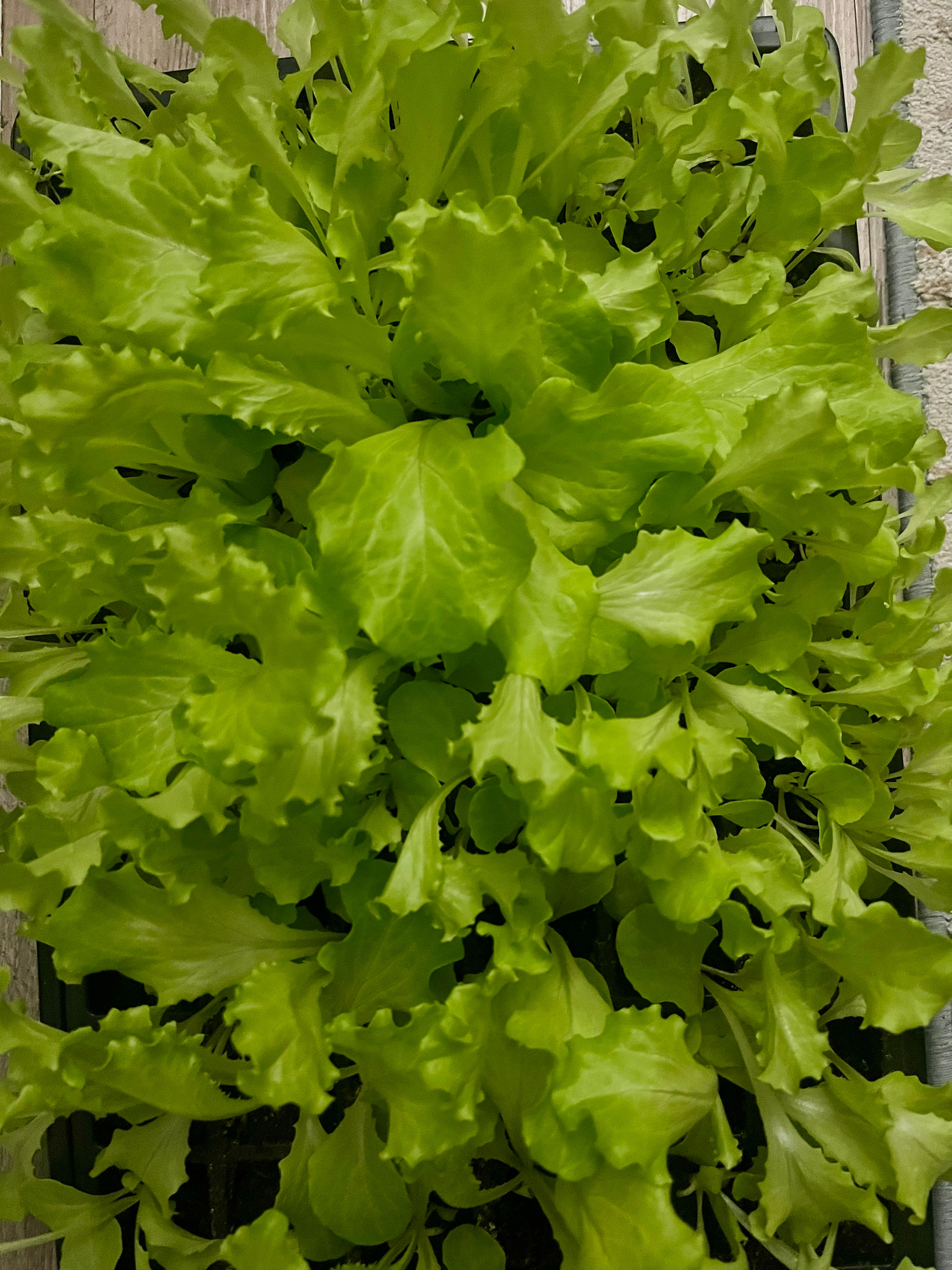 Lettuce starter plants 