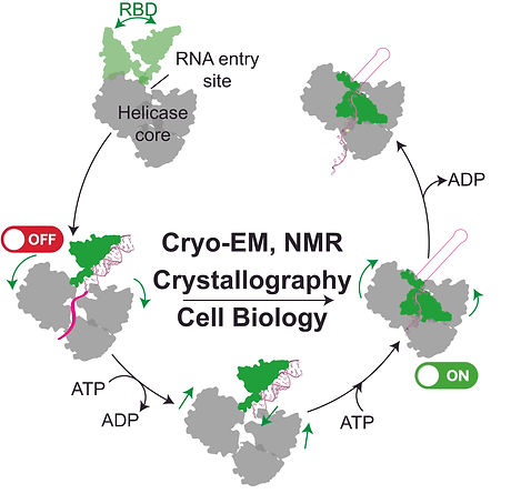 Role of RNA binding domains in regulating the Helicase cycle of MLE