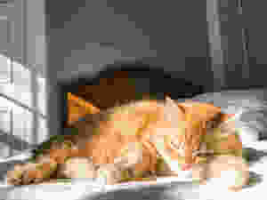 If you're having trouble sleeping during lockdown take inspiration from cats