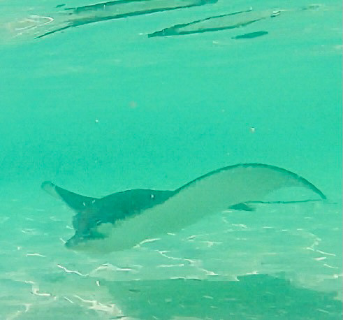 An eagle ray in Belize