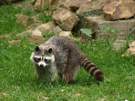Raccoon Problems? We Can Help!