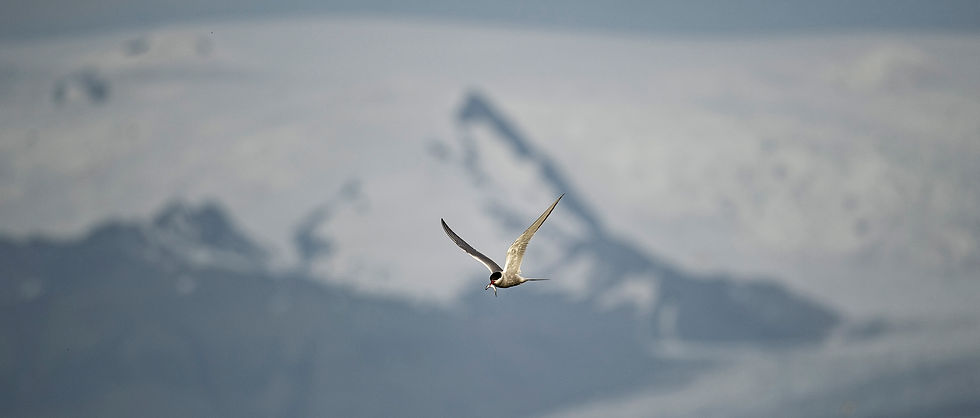 ice, ice lagoon, glacier, Ekaterina Bee, traveling with daddy, Alessandro Bee, ceberg, iceland, Jökulsárlón lagoon, arctic, arctic tern, blue ice, diamond beach, seal, east Iceland