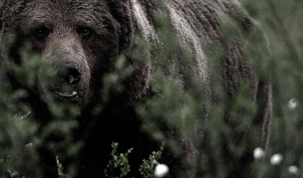brown bear, kajani, finland, bear watching, Ekaterina Bee, traveling with daddy, Alessandro Bee, taiga,
