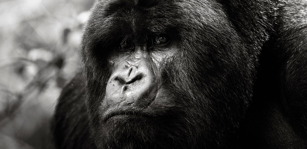 Virunga, Volcanoes National Park, mountain gorilla, gorilla di montagna, chimps, Rwanda, Alessandro Bee, forest