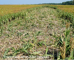 Hog crop damage.png