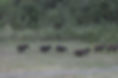 boar1.jpg