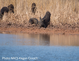 Hog-river.png