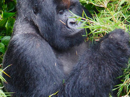 Ashley Theis Just Back From Rwanda