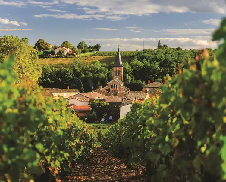 provencespain_Beaujolais_ss_147436355_vineyard_dailyprogram.webp