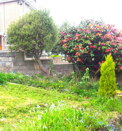 Garden in Newlyn under review