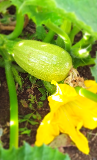 Courgette